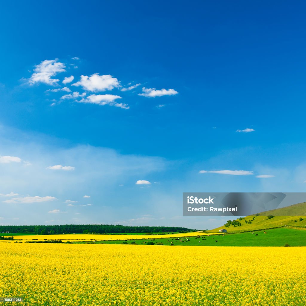 Idyllic Spring Summer Landscape  Agricultural Field Stock Photo