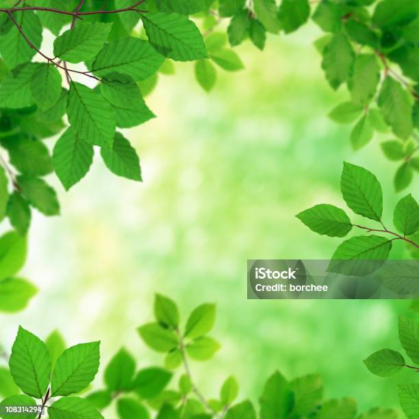 Świeże Zielone Liście Xxxl - zdjęcia stockowe i więcej obrazów Bez ludzi - Bez ludzi, Buk - drzewo, Drzewo liściaste
