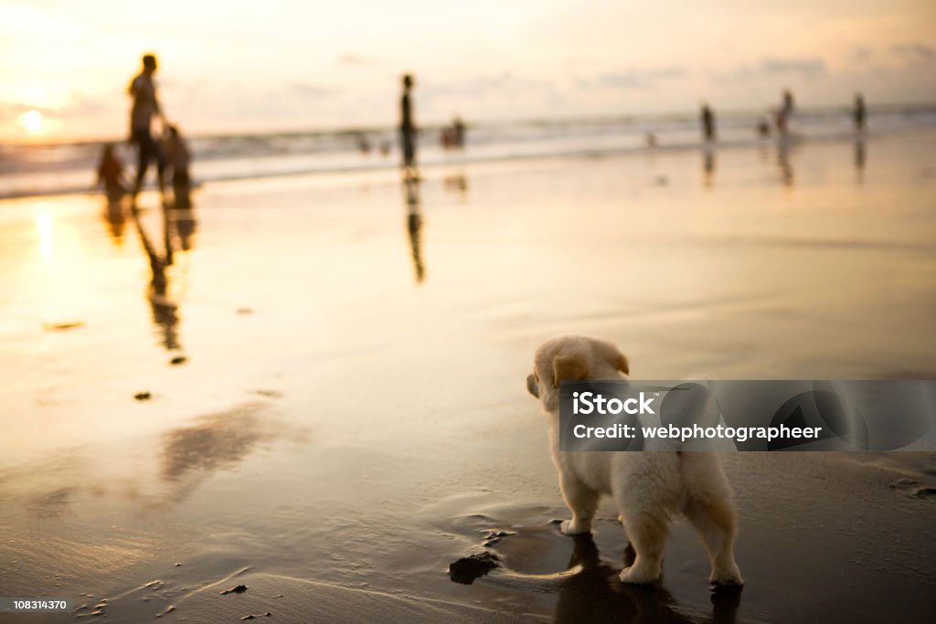 Cachorro na praia - Foto de stock de Ajardinado royalty-free