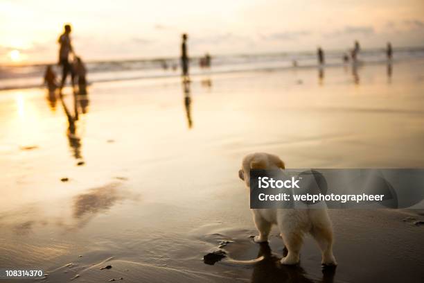 Foto de Cachorro Na Praia e mais fotos de stock de Ajardinado - Ajardinado, Andar, Animal