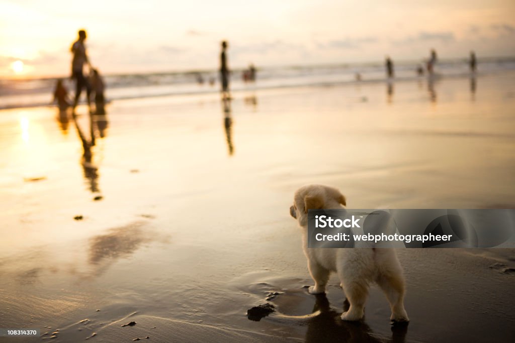 Собака на пляже - Стоковые фото Береговой ориентир роялти-фри