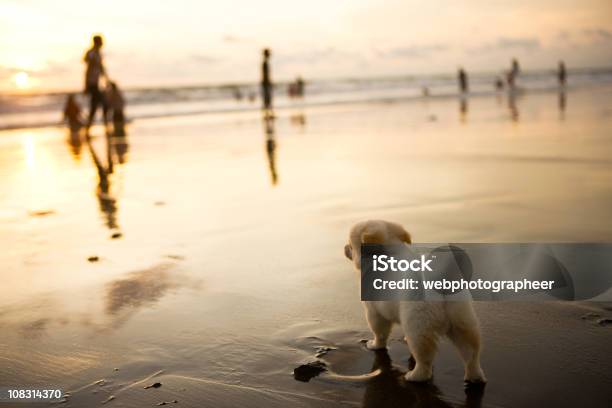 Собака На Пляже — стоковые фотографии и другие картинки Береговой ориентир - Береговой ориентир, Величественный, Время дня