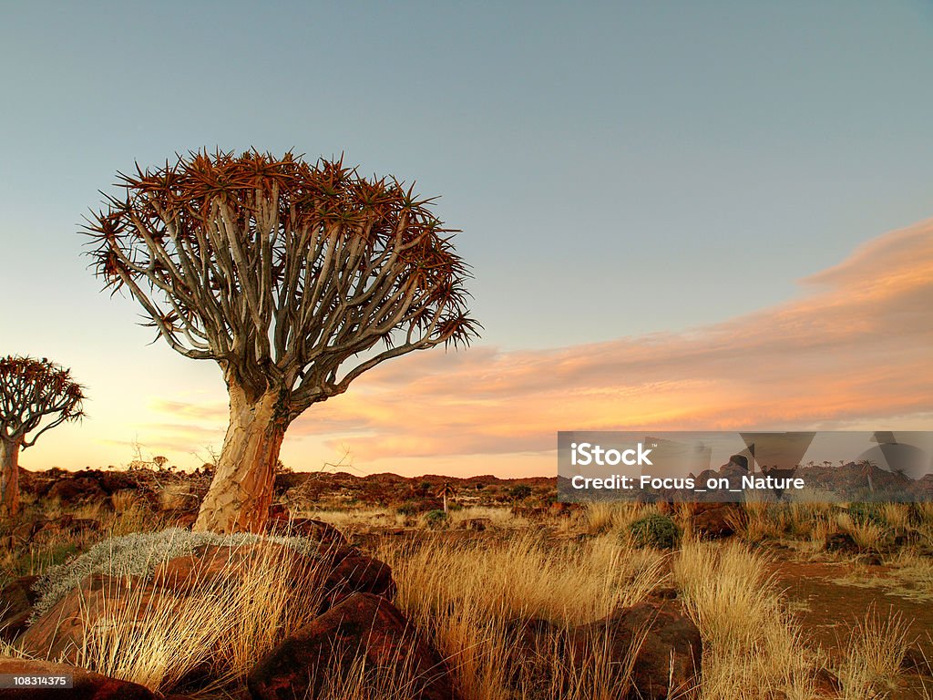 동개나무 및 록키 풍경 - 로열티 프리 칼라하리 사막 스톡 사진