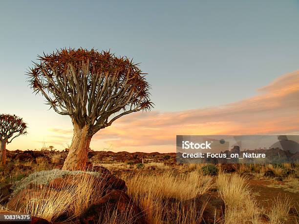 동개나무 및 록키 풍경 칼라하리 사막에 대한 스톡 사진 및 기타 이미지 - 칼라하리 사막, 나미비아, 동개나무
