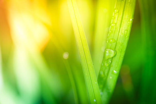 droplets of water on blades of grass.
