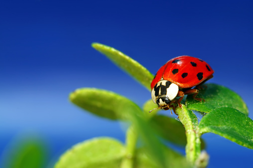 Ladybug\n[url=http://www.istockphoto.com/file_search.php?action=file&lightboxID=8721712][img]http://www.avalonstudio.eu/istock/nature.jpg[/img][/url]\n[url=http://www.istockphoto.com/file_search.php?action=file&lightboxID=8732164][img]http://www.avalonstudio.eu/istock/vetta.jpg[/img][/url]\n\n[url=file_closeup.php?id=16398907][img]file_thumbview_approve.php?size=1&id=16398907[/img][/url][url=file_closeup.php?id=14100245][img]file_thumbview_approve.php?size=1&id=14100245[/img][/url] [url=file_closeup.php?id=14097509][img]file_thumbview_approve.php?size=1&id=14097509[/img][/url] [url=file_closeup.php?id=16789200][img]file_thumbview_approve.php?size=1&id=16789200[/img][/url] [url=file_closeup.php?id=16799038][img]file_thumbview_approve.php?size=1&id=16799038[/img][/url]\n\n