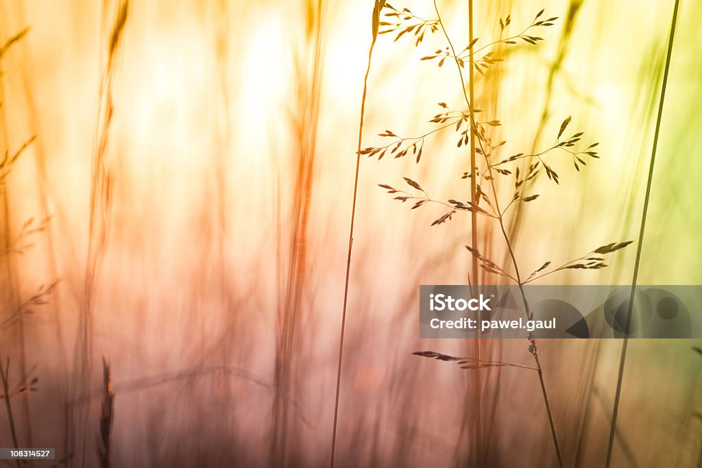 Silueta de las flores silvestres en prado durante la puesta del sol - Foto de stock de Aire libre libre de derechos