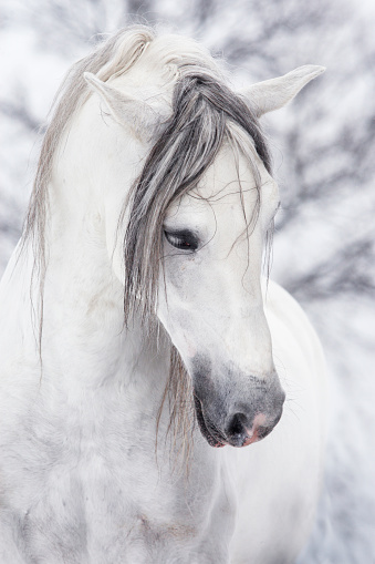 Portrait of wonderful arabian horse