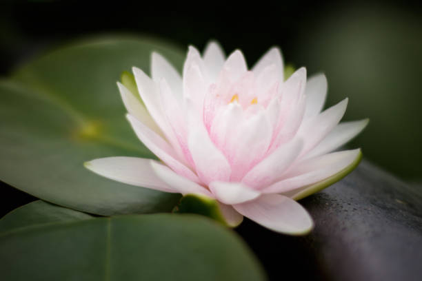 pink waterlily or lotus flower - 5599 imagens e fotografias de stock