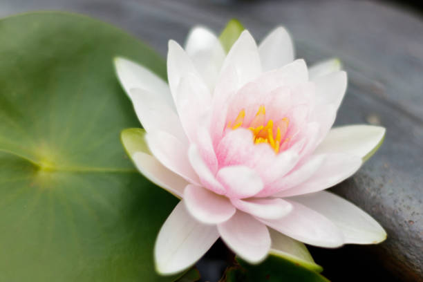 pink waterlily or lotus flower - 5599 imagens e fotografias de stock