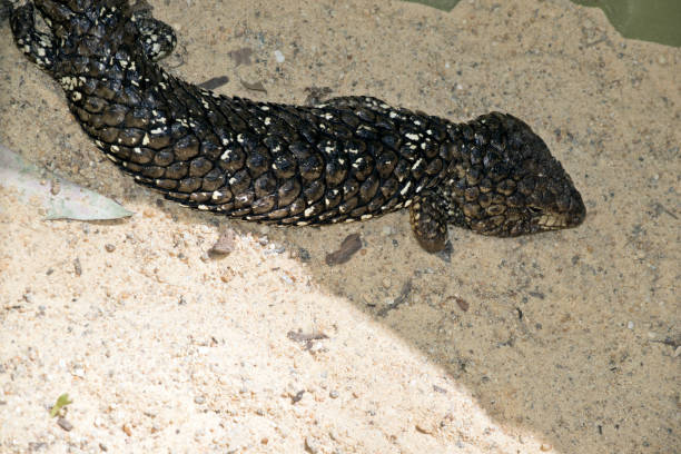 Stumpy Lizard 60+ Stumpy Tail Stock Photos, Pictures & Royalty-Free Images - iStock