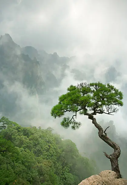 Photo of Remote single Huangshan Pine