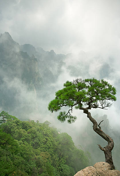 remoto simples pinheiro de huangshan - huangshan mountains - fotografias e filmes do acervo