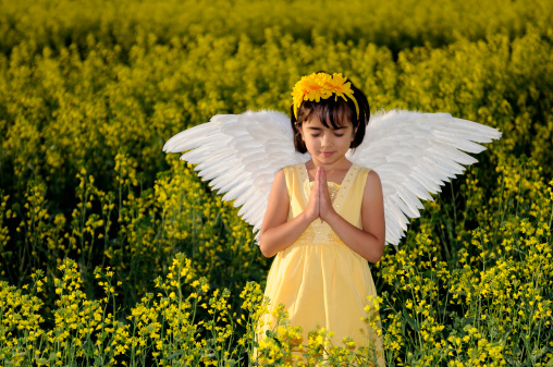 Little Hawaiian girl/angel praying in a field of yellow flowers (canola).  Yellow dress, yellow flowers in her hair band and real white feather wings.  Her eyes are closed and she looks peaceful and happy. Hands held together and under chin as if praying. Copy Space.