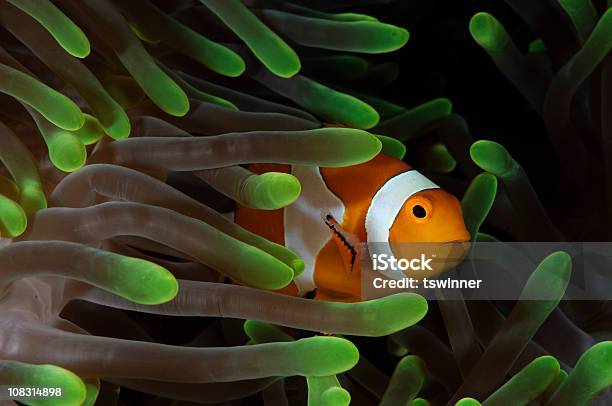 Clown Anemonefish Stock Photo - Download Image Now - Anemonefish, Animals In The Wild, Clown Fish