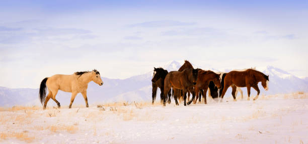 istock Wild Horses In The Rocky Mountains 108314911