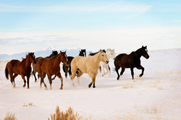 chevaux sauvages courir en hiver gamme - bighorn mountains photos et images de collection