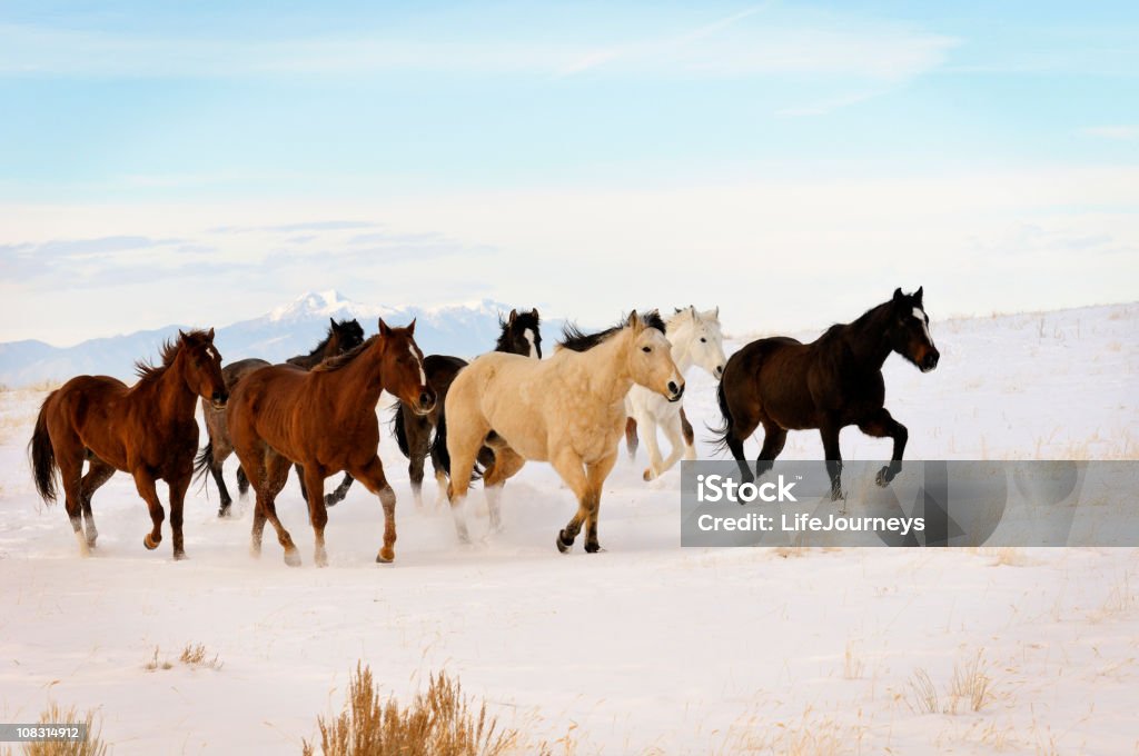 Cavalli selvaggi In esecuzione In inverno intervallo - Foto stock royalty-free di Cavallo - Equino