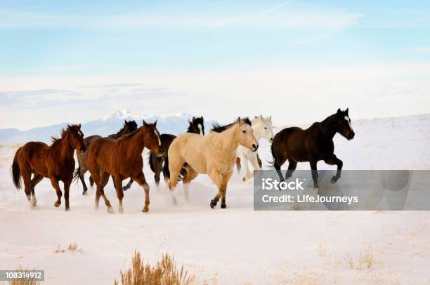 Dzikie Konie Działa W Zimie Zakres - zdjęcia stockowe i więcej obrazów Koń - Koń, Mustang, Zwierzęta w naturze