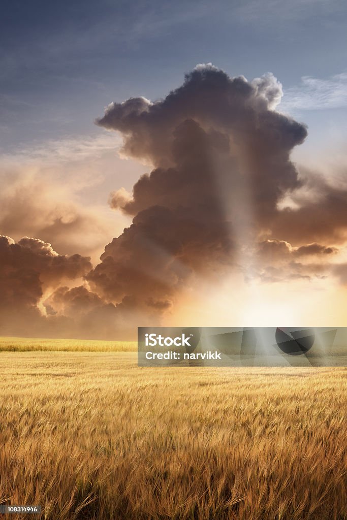 Cebada Field y cielo nublado luz de la puesta de sol - Foto de stock de Campo - Tierra cultivada libre de derechos