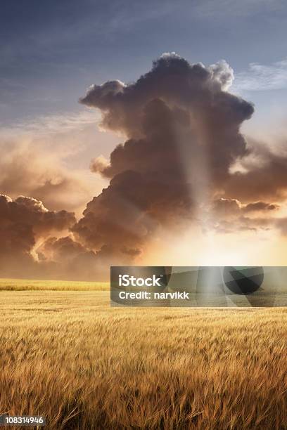 Campo Di Orzo E Cielo Nuvoloso Al Tramonto Luce - Fotografie stock e altre immagini di Campo - Campo, Orzo, Raccolto