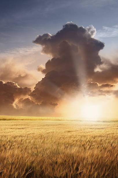 istock Barley Field and Cloudy Sky in Sunset Light 108314946