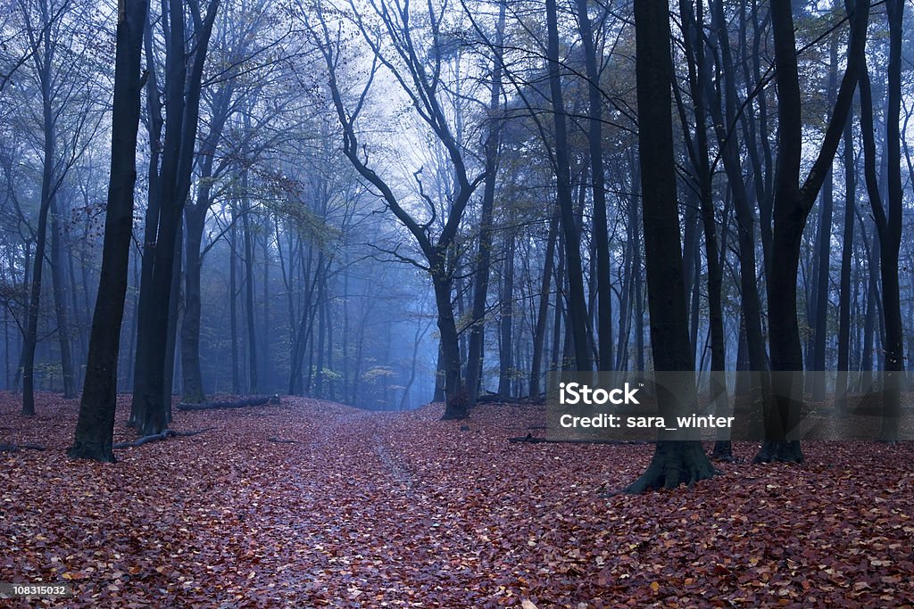 Percorso nella Foresta in autunno nebbia in Olanda - Foto stock royalty-free di Alba - Crepuscolo