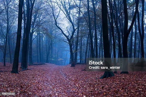 Percorso Nella Foresta In Autunno Nebbia In Olanda - Fotografie stock e altre immagini di Alba - Crepuscolo - Alba - Crepuscolo, Albero, Albero deciduo