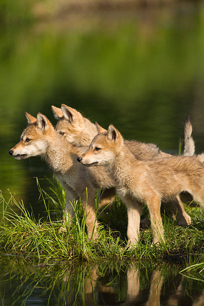 istock Three adorable gray wolf pups on shoreline. 108315111