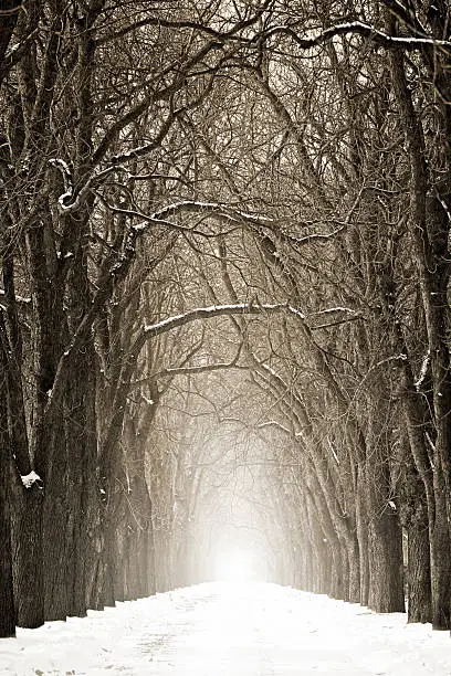 Photo of Winter Avenue
