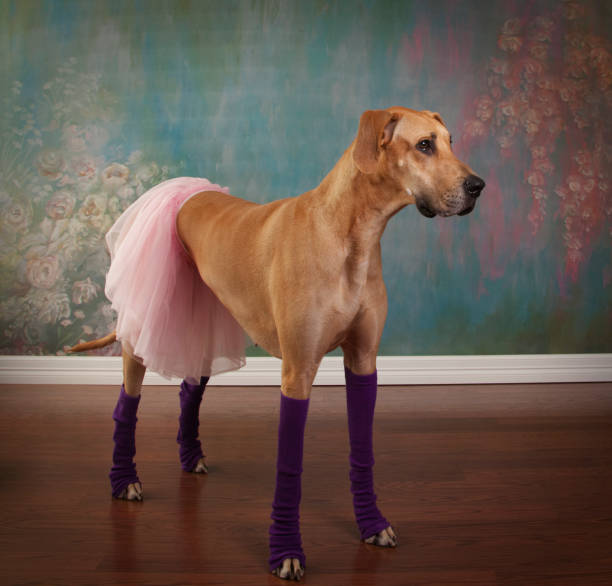 Great Dane Ballerina stock photo