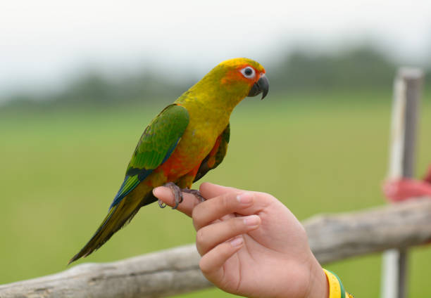 istock Lovely beautiful small parrot, Sun conure. 1083153304