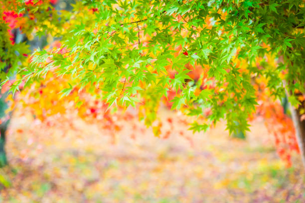 istock Beautiful maple leaf tree in autumn season 1083153442