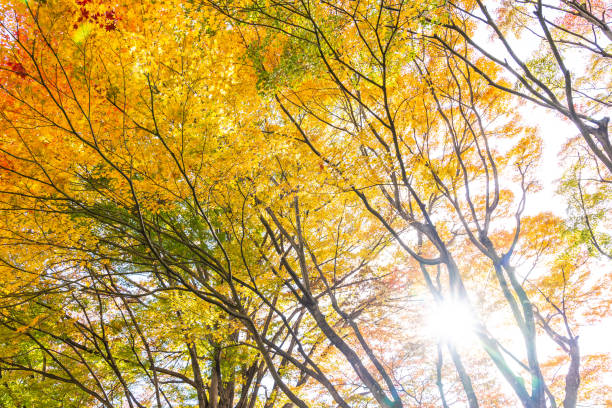istock Beautiful maple leaf tree in autumn season 1083153480