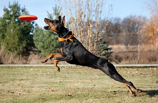 Super Dog; Doberman Pinscher Running, Jumping, Striving to Catch Frisbee  doberman pinscher stock pictures, royalty-free photos & images