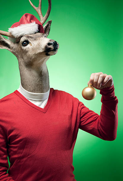 reindeer The Red Sweater Reindeer A stag / buck / reindeer dressed in traditional Christmas holiday colors and a Santa Claus hat holds up a bauble ornament in front of a brightly lit green background.  Vertical with copy space. rudolph the red nosed reindeer photos stock pictures, royalty-free photos & images