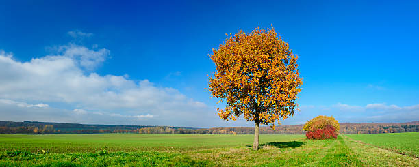 Autumn Landscape, Oak Tree in Green Field under Blue Sky