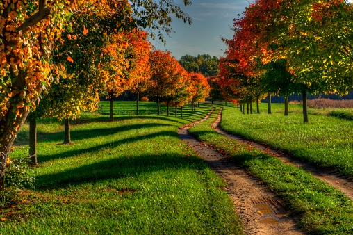 A dirt road carves through the country side in Autumn.\n