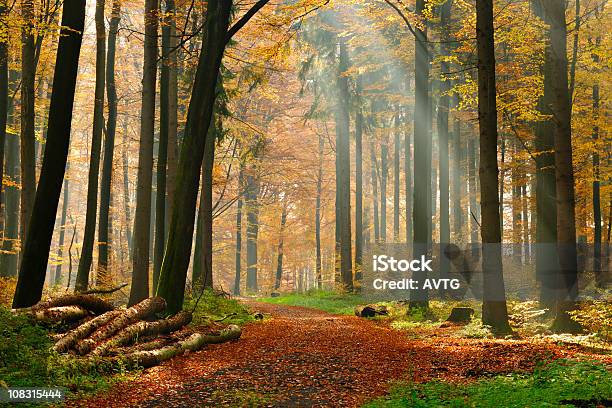 Wanderweg Durch Gemischtewald Mit Sonnenstrahlen Wecken Im Herbst Stockfoto und mehr Bilder von Ast - Pflanzenbestandteil