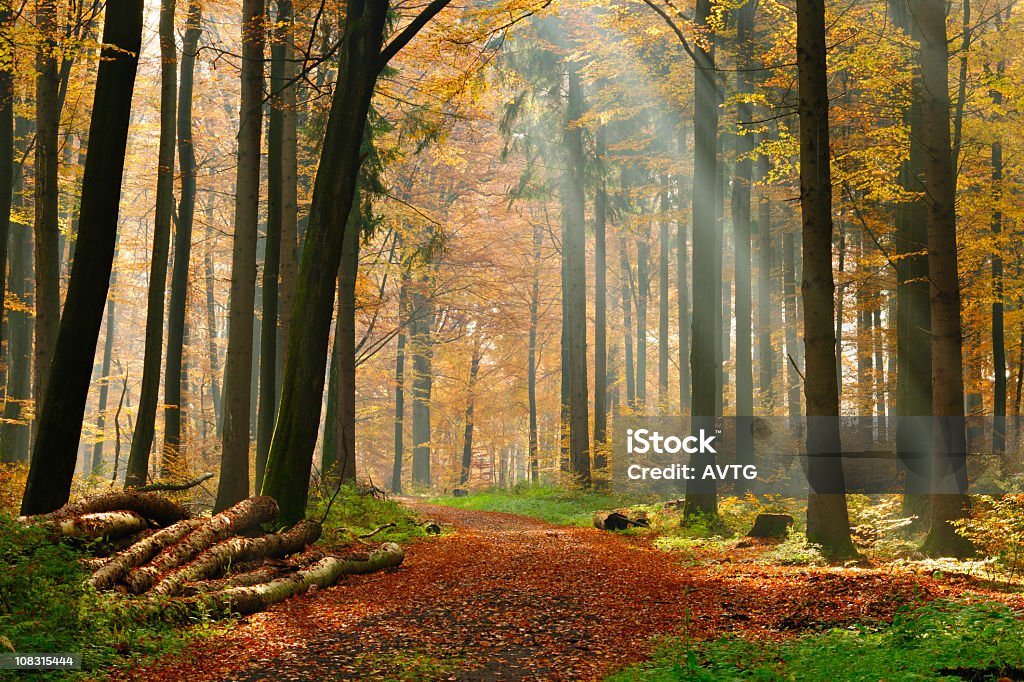 Sendero de excursionismo a través de bosques mixtos árbol con Sunrays en otoño - Foto de stock de Aire libre libre de derechos