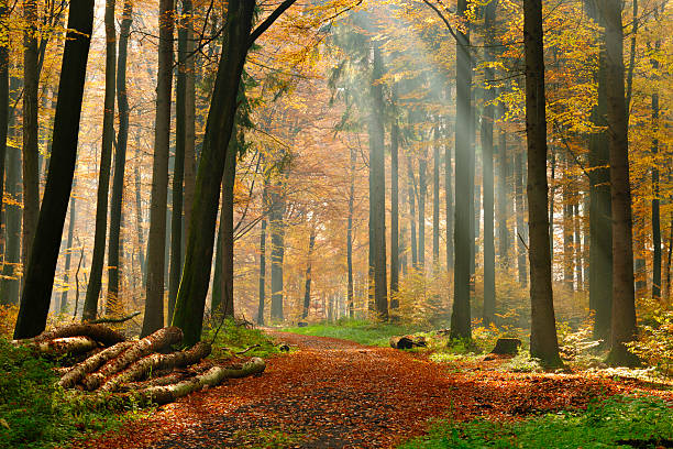 chemin de randonnée à travers forêt arbre mixte et sunrays en automne - beech tree wilderness area forest log photos et images de collection