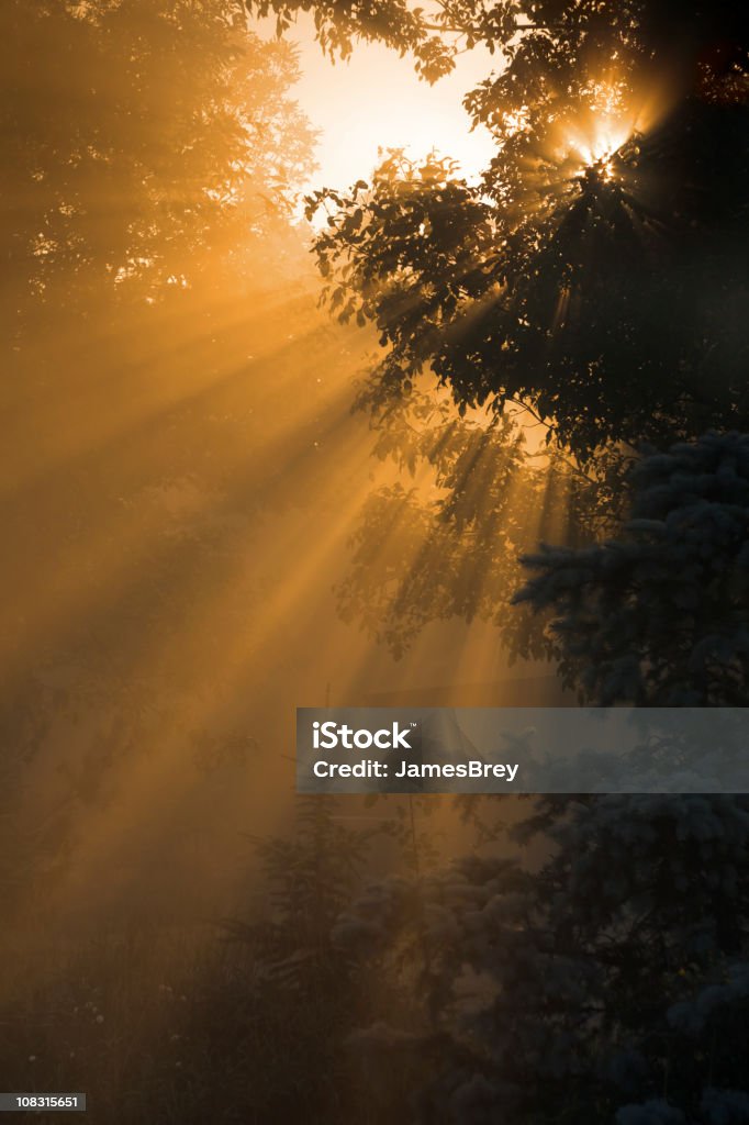 Misty mañana salida del sol; Luz del sol a través de la neblina, ramas de árbol; Naturaleza - Foto de stock de Espiritualidad libre de derechos