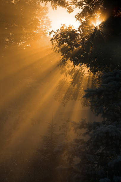 misty lever du soleil, les rayons du soleil à travers le brouillard, arbre branches et de la nature - miracle photos et images de collection