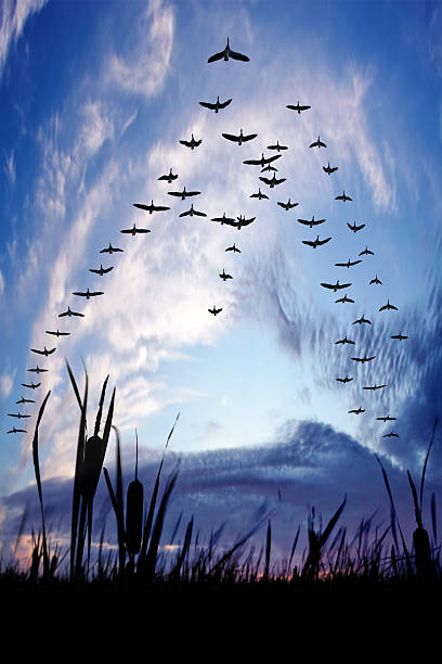XXXL migrating canada geese  goose bird photos stock pictures, royalty-free photos & images