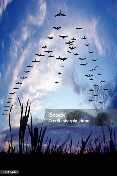 Xxxl Migrating Canada Geese Stock Photo - Download Image Now - Bird, Birds Flying in V-Formation, Animal Migration