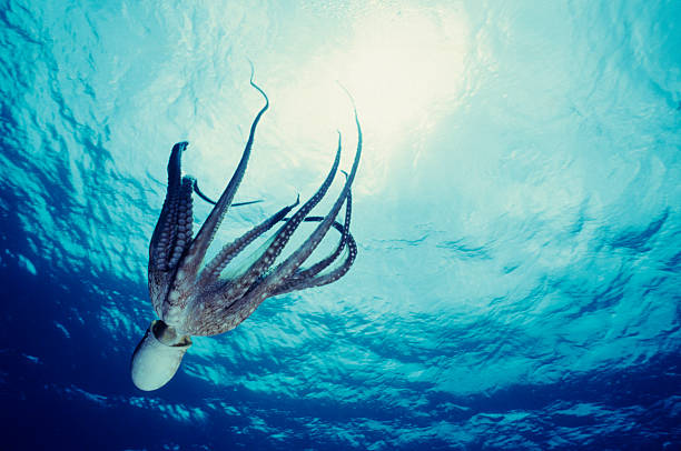 Octopus Dive stock photo
