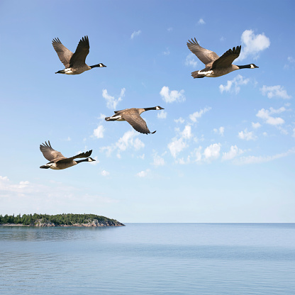flock of canada geese flying over lake with bright sky, square frame (XXXL)