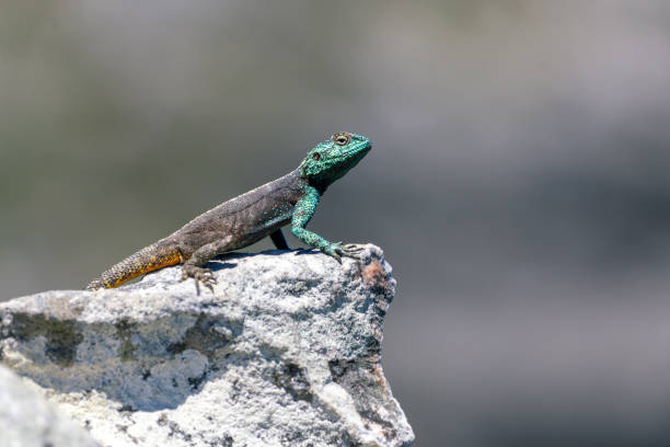 istock Small agama lizard on a rock in Cape Town, South Africa 1083159408