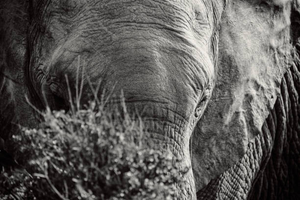 blanco y negro retrato de elefante africano detrás de la zarza - south africa addo animal elephant fotografías e imágenes de stock