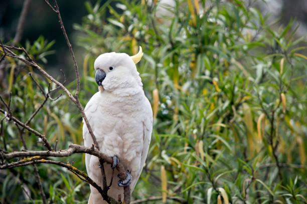 istock sulphur crested cockatoo 1083159758